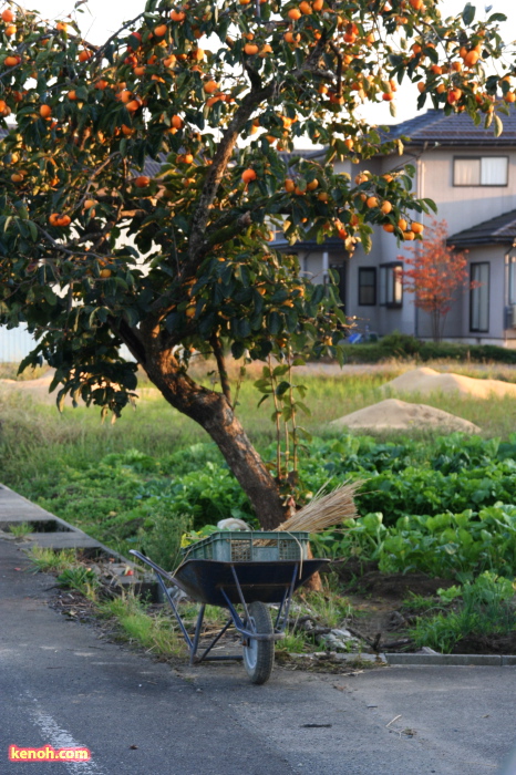 三条市上須頃地内の田んぼ