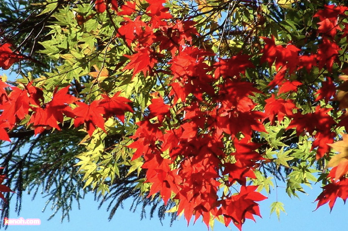 加茂山公園の紅葉