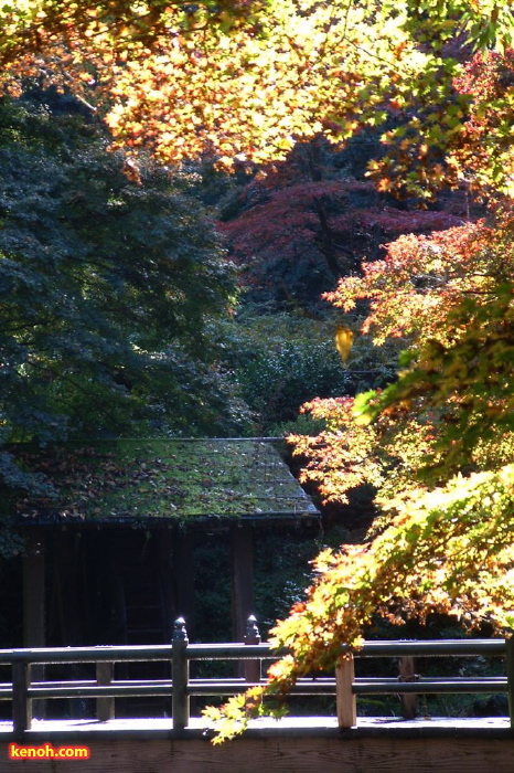 加茂山公園の紅葉