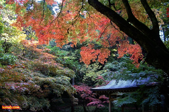 加茂山公園の紅葉