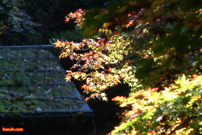 加茂山公園の紅葉