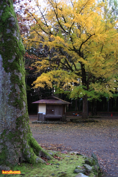 弥彦神社・鹿苑の売店とイチョウの紅葉
