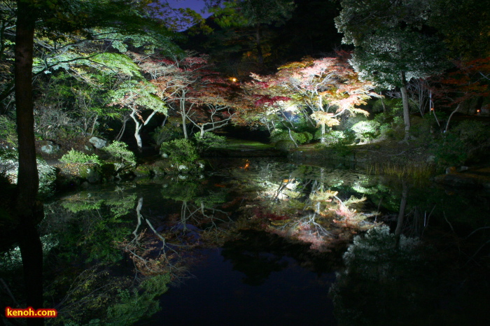 弥彦公園のライトアップ