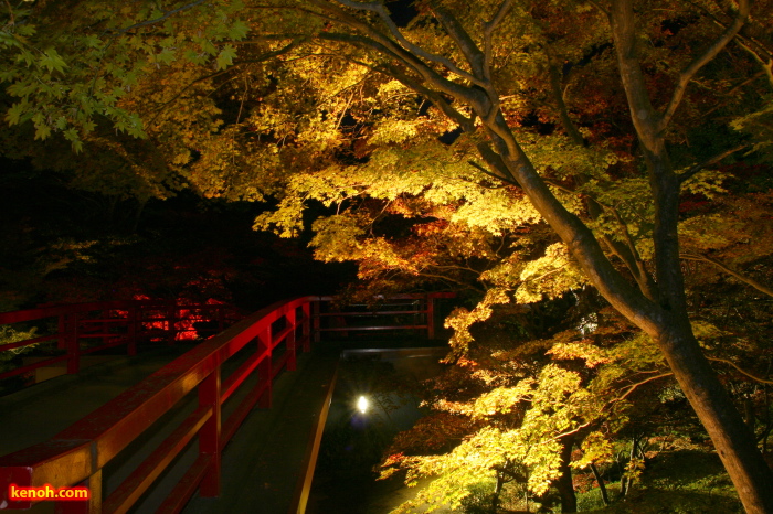 弥彦公園のライトアップ