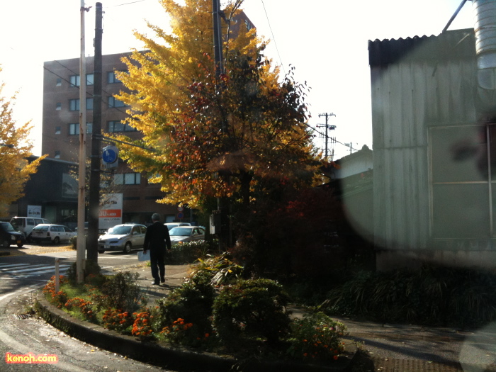 三条市役所前通りのイチョウの紅葉