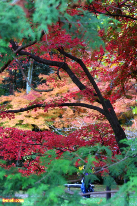 テニスコート裏の公園はとりどりの紅葉