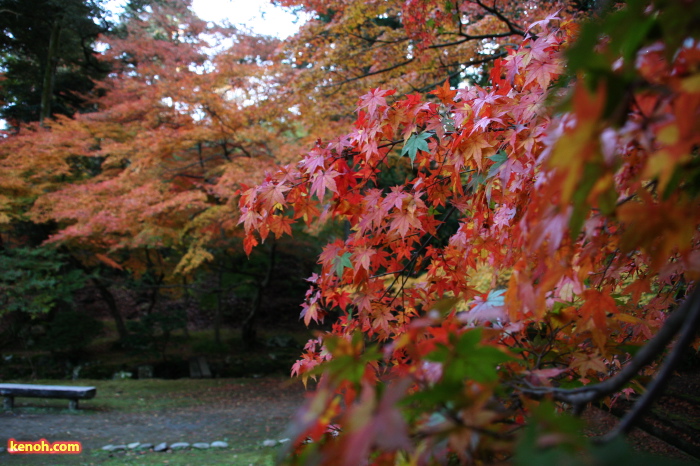 テニスコート裏の公園はとりどりの紅葉