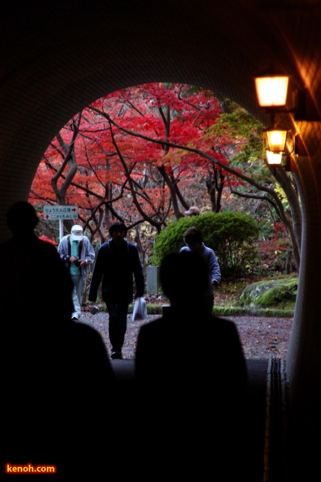 トンネルを抜けると紅葉に染まるもみじ谷