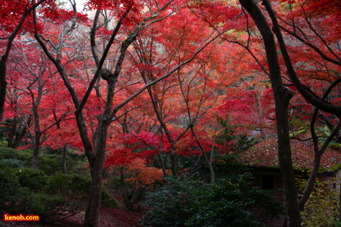 紅葉が盛りのもみじ谷