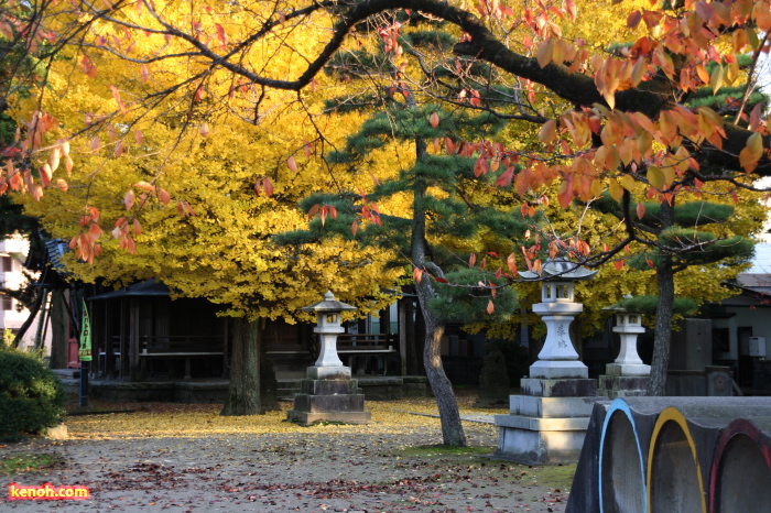 三条市東新保、諏訪神社境内のイチョウの紅葉