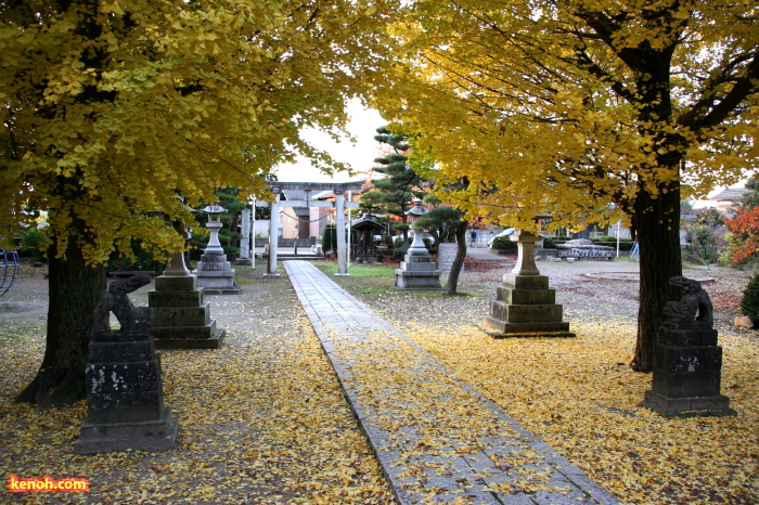 三条市東新保、諏訪神社境内のイチョウの紅葉