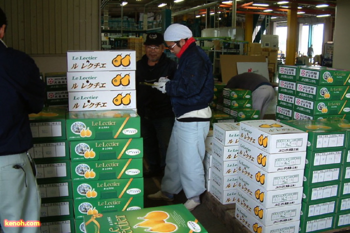 21日の「ル レクチエ」販売解禁に向けて出荷を進める三条市・大島選果場