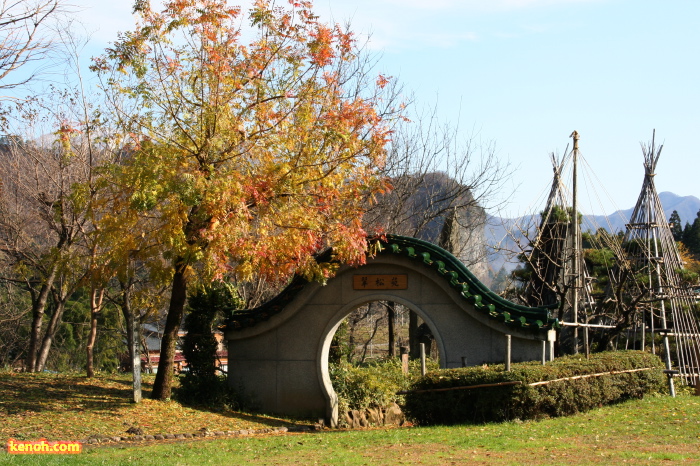 諸橋轍次記念館の楷の木（孔子木）の紅葉