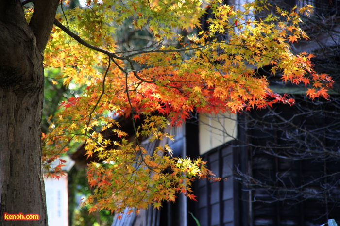 諸橋轍次博士生家そばの紅葉