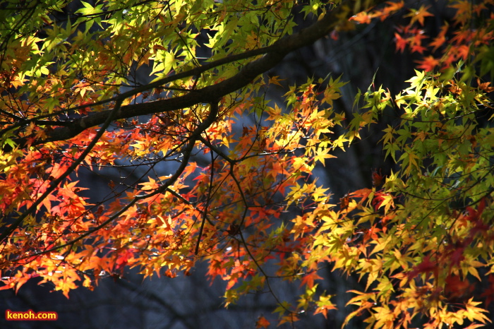 諸橋轍次博士生家そばの紅葉