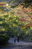 弥彦公園もみじ谷