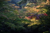 弥彦公園もみじ谷