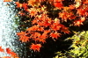 加茂山公園の紅葉