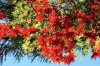加茂山公園の紅葉