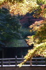 加茂山公園の紅葉