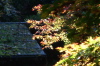 加茂山公園の紅葉