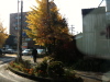 三条市役所前通りのイチョウの紅葉