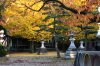 三条市東新保、諏訪神社境内のイチョウの紅葉