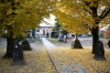 三条市東新保、諏訪神社境内のイチョウの紅葉