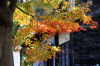 諸橋轍次博士生家そばの紅葉