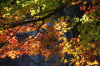諸橋轍次博士生家そばの紅葉