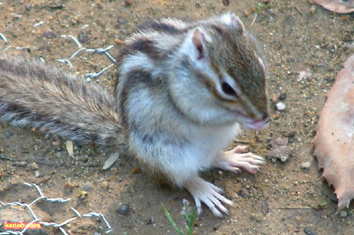 加茂山公園リス園・シマリス