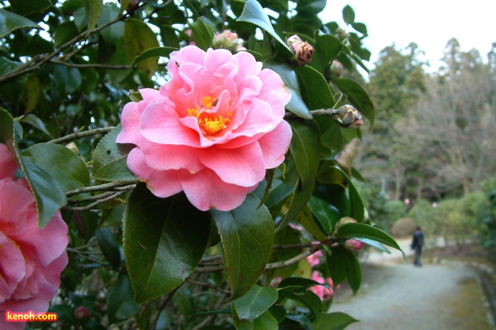 加茂山公園リス園・ユキツバキ