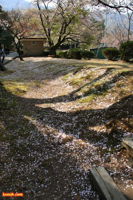 弥彦・テニスコート裏手に舞い降りたサクラの花びら