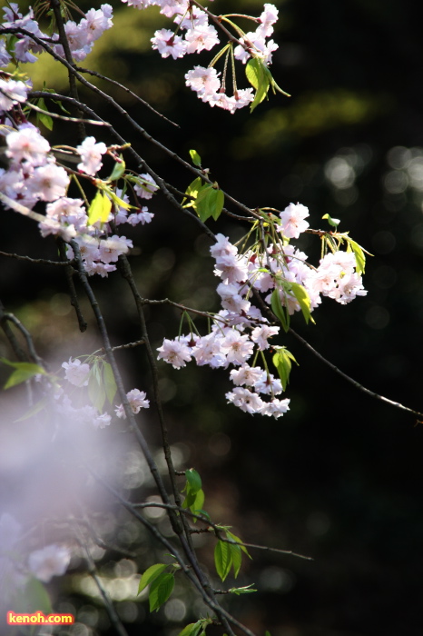 弥彦公園のシダレザクラ