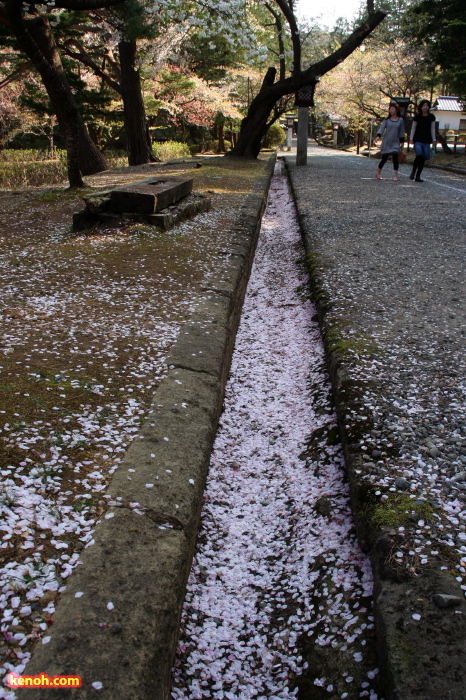 弥彦公園、側溝にサクラの花びらの吹き溜まり