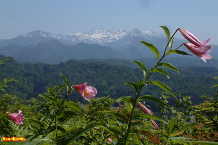 三条市下田地区の高城城址登山道「ヒメサユリの小径」のヒメサユリ