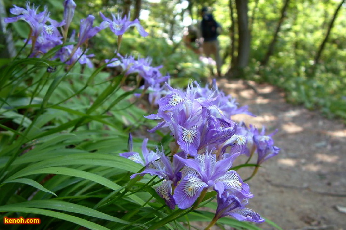 三条市下田地区の高城城址登山道「ヒメサユリの小径」のヒメシャガ