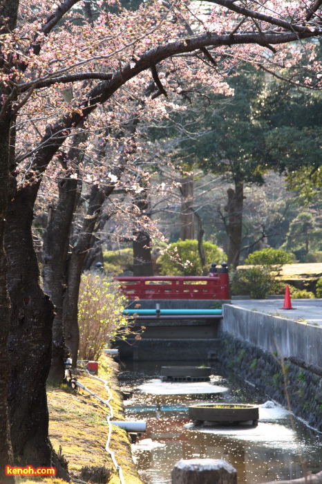 弥彦駅前・ソメイヨシノ