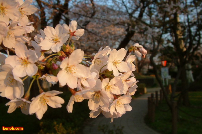 三条市八幡公園、ソメイヨシノ