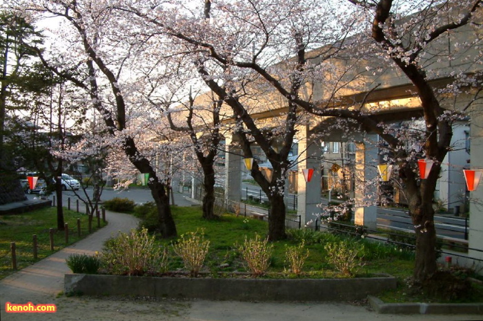 三条市八幡公園、ソメイヨシノ