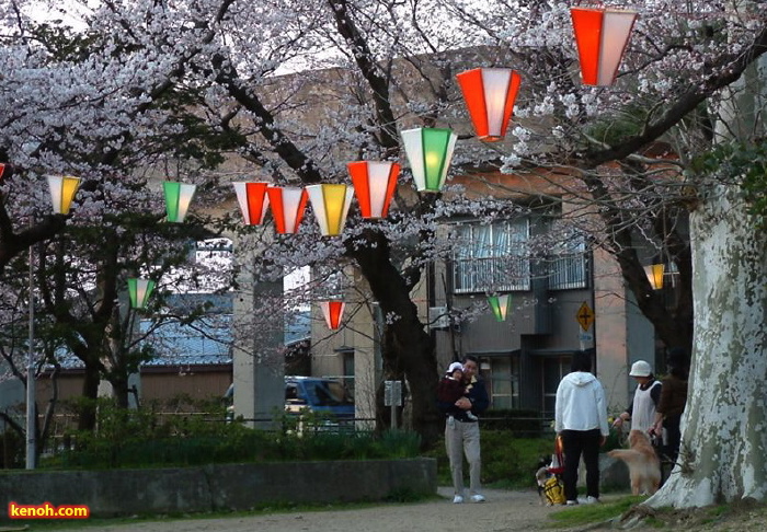 三条市八幡公園、ソメイヨシノ