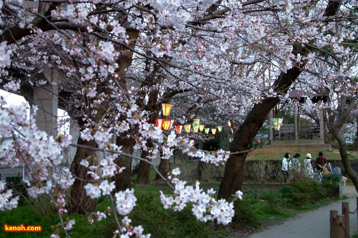 三条市八幡公園、ソメイヨシノ