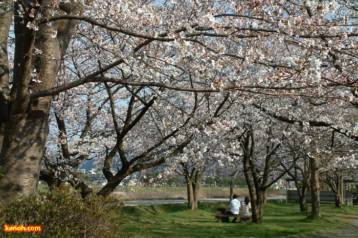 加茂市石川公園、ソメイヨシノ