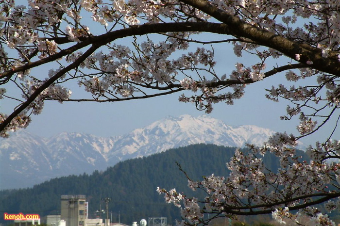 加茂市石川公園、ソメイヨシノ