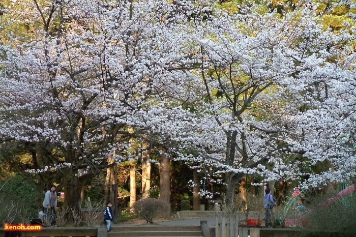 加茂山公園、ソメイヨシノ