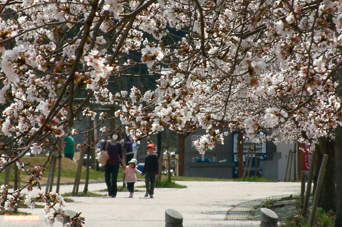 三条市総合運動公園、ソメイヨシノ