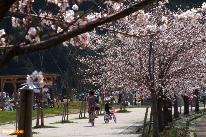 三条市総合運動公園、ソメイヨシノ