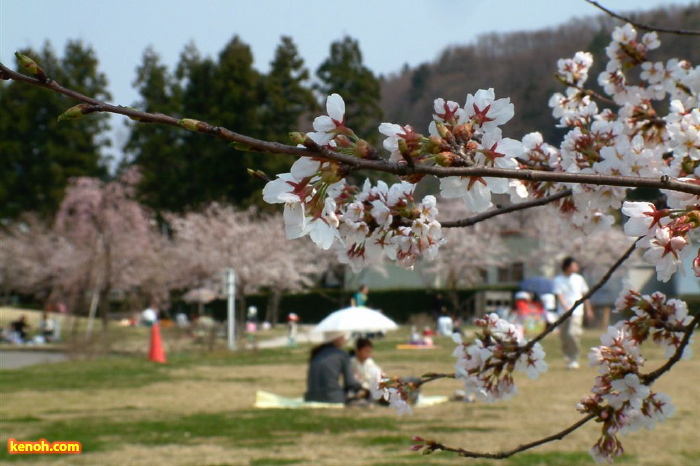 三条市総合運動公園、ソメイヨシノ