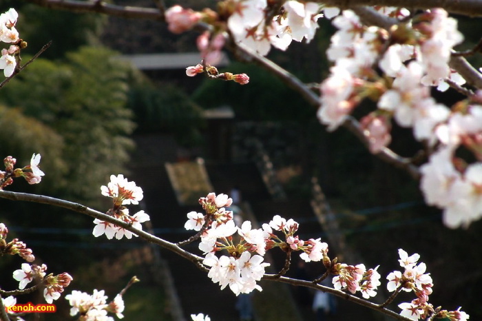 三条市総合運動公園、ソメイヨシノ