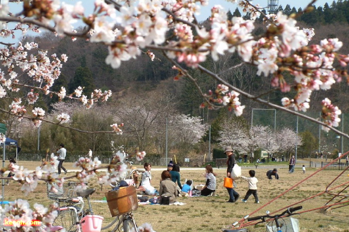 三条市総合運動公園、ソメイヨシノ